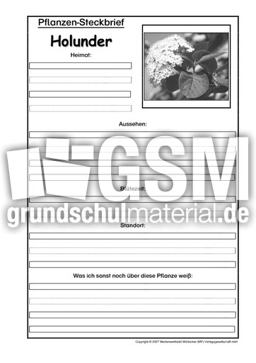 Pflanzensteckbrief-Holunder-SW.pdf